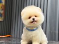 Ayıcık Surat Pomeranian Boo 