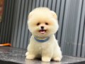 Ayıcık Surat Pomeranian Boo 
