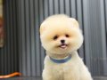 Ayıcık Surat Pomeranian Boo 
