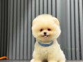 Ayıcık Surat Pomeranian Boo 