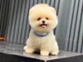 Ayıcık Surat Pomeranian Boo 