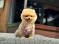A Kalite Pomeranian Boo 