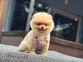 A Kalite Pomeranian Boo 