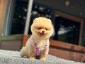 A Kalite Pomeranian Boo 