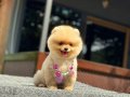 A Kalite Pomeranian Boo 