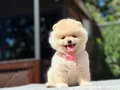 Sağlık Garantili Pomeranian Boo Yavrular