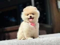 Sağlık Garantili Pomeranian Boo Yavrular