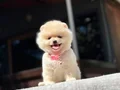 Sağlık Garantili Pomeranian Boo Yavrular