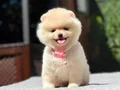 Sağlık Garantili Pomeranian Boo Yavrular