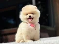 Sağlık Garantili Pomeranian Boo Yavrular