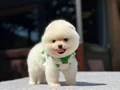 Sağlık Garantili Pomeranian Boo Yavrular