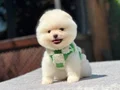 Sağlık Garantili Pomeranian Boo Yavrular