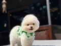 Sağlık Garantili Pomeranian Boo Yavrular