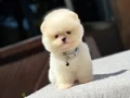 Sağlık Garantili Pomeranian Boo Yavrular