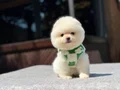 Sağlık Garantili Pomeranian Boo Yavrular