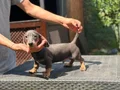 4 Aylık Erkek Dakhund Yavru 