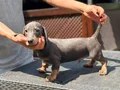 4 Aylık Erkek Dakhund Yavru 