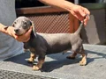 4 Aylık Erkek Dakhund Yavru 