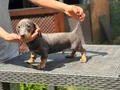 4 Aylık Erkek Dakhund Yavru 
