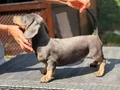 4 Aylık Erkek Dakhund Yavru 