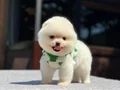 A Kalite Pomeranian Boo Yavrular 
