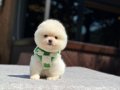 A Kalite Pomeranian Boo Yavrular 