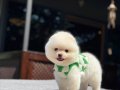 A Kalite Pomeranian Boo Yavrular 
