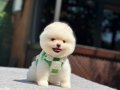 A Kalite Pomeranian Boo Yavrular 