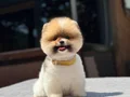 A Kalite Pomeranian Boo Yavrular 