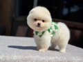 A Kalite Pomeranian Boo Yavrular 
