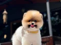 A Kalite Pomeranian Boo Yavrular 
