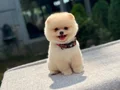 A Kalite Pomeranian Boo Yavrular 