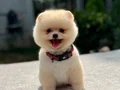 A Kalite Pomeranian Boo Yavrular 