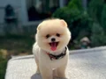 A Kalite Pomeranian Boo Yavrular 