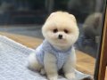 Ayıcık Surat Pomeranian Boo Yavrular 