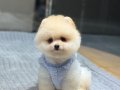 Ayıcık Surat Pomeranian Boo Yavrular 