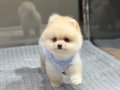 Ayıcık Surat Pomeranian Boo Yavrular 