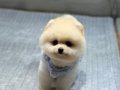 Ayıcık Surat Pomeranian Boo Yavrular 