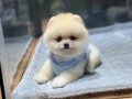 Ayıcık Surat Pomeranian Boo Yavrular 