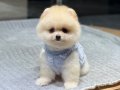 Ayıcık Surat Pomeranian Boo Yavrular 