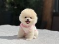 Teddy Face Pomeranian Boo 