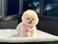 Teddy Face Pomeranian Boo 