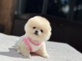 Teddy Face Pomeranian Boo 