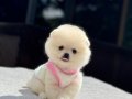 Teddy Face Pomeranian Boo 