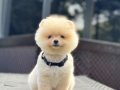 Teddy Face Pomeranian Boo 