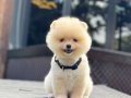 Teddy Face Pomeranian Boo 