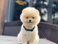 Teddy Face Pomeranian Boo 