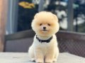 Teddy Face Pomeranian Boo 
