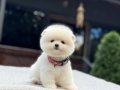 Teddy Face Pomeranian Boo 