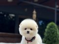 Teddy Face Pomeranian Boo 